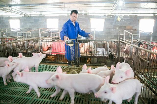 2021年第15周畜牧行业一周要闻猪瘟疫情生猪屠宰标准化示范厂