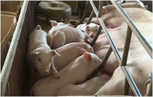 养猪依然能赚70万 养殖户该如何做呢