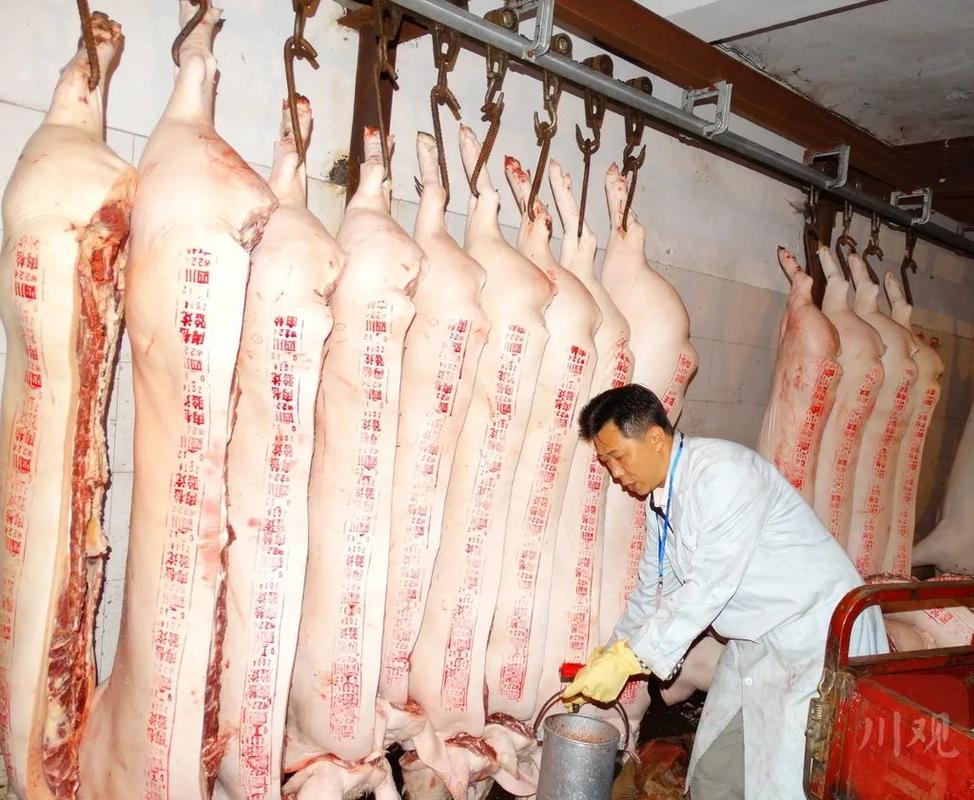 照此规定,年猪宴举行之前,农家乐等业主应将生猪送至指定屠宰场点检验