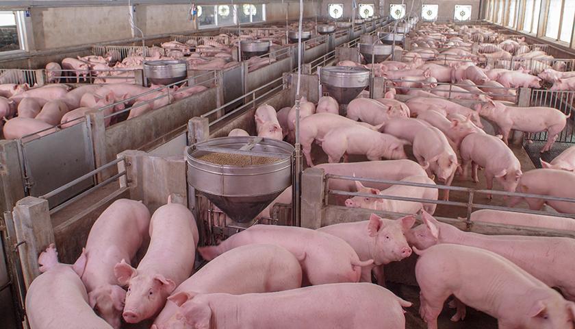 非洲猪瘟下的猪产业链再平衡养殖头部企业集体进军屠宰领域
